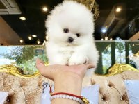 Ayicik Surat Boo Pomeranian Yavrularımız