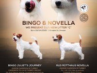 KIF(FCI) ŞECERELİ ROUGH VE BROKEN JACK RUSSELL TERRIERLER