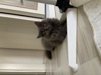 British shorthair yeni yuvamızı arıyoruz