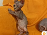 Sphynx home 2 aylık bebekler