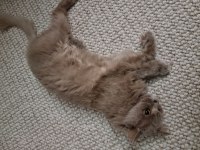 British longhair dişi kısır değil