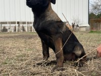 Malinois enerji ve heyecan belçika kurdu