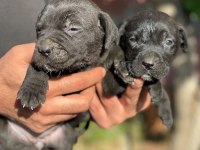CANE CORSO BLUE VE BLACK