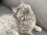 GÜZEL BRİTİSH LONGHAİR KIZIMIZ YENİ SAHİBİNİ BEKLİYOR