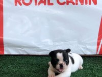 FRENCH BULLDOG YAVRULARI