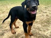 2 Aylık Çivi Gibi Yavru Doberman Yavrularım
