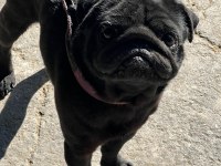Siyah erkek pug yogi