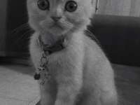 Scottish fold kediler