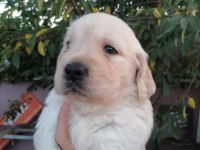 Golden Retriever yavrularımız ırk garantilidir