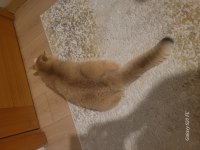 British shorthair kedilerimiz