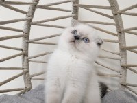 SAFKAN MAVİŞ GÖZLÜ EŞSİZ GÜZELLİKTE KEDİLERİM