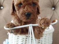 Toy poodle bebekler