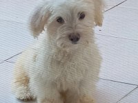 Dişi ve erkek maltese