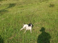 Dalmaçyalı köpeğimiz ÜCRETSİZ SAHİPLENDİRİLECEK