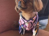 PEKİNEZ KÖPEK