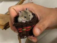 Gonzales Hamster