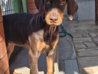 En İyisini Arayana Çivi Gibi Doberman Yavrular