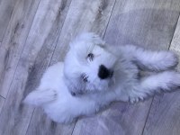 Terrier maltese