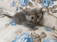 British Shorthair yavrular