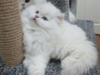 Orijinal chinchilla bebeklerim