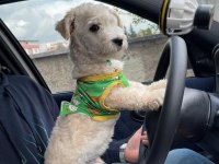 Evde bakılmış sevimli yavru maltipoo