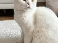 GÜZEL KEDİMİZİ SAHİPLENDİRİYORUZ