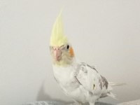 5 AYLIK SULTAN PAPAĞANI