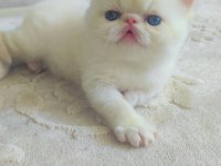 Minnak exotic shorthair patiler sevgi delisi