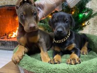 Safkan Irk Ve Sağlık Garantili Doberman Yavruları
