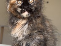 Türkiyenin her yerine bizzat teslim dişi maine coon