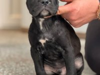 SAFKAN CANE CORSO DİŞİ ERKEK YAVRULARIMIZ