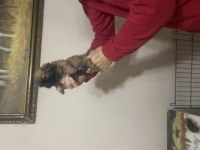 Pekinez yavrularımız yeni yuvalarını arıyorlar