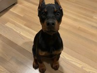 HASIM SİLEN DOBERMAN YAVRULARI