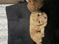 Toy poodle