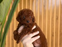 Toy Poodle Yavruları