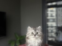 BİRBİRİNDEN GÜZEL BRITISH LONGHAIR YAVRULARIM 