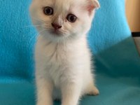 minik british shorthair yavrulara yeni yuva