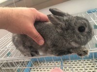 Chinchilla Renk Hollanda Cüce Tavşan Erkek