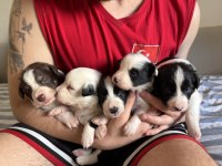 Şampiyon soy şecereli annenin 4 Dişi 1 Erkek Border Collie