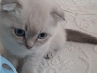 Scottish fold yavru kedimiz sahiplendirme