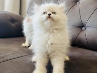 Kral Walterin Yakışıklı British Longhair Prensleri