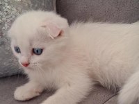 British Shorthair Scottish Bebişlerim