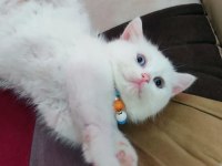 British shorthair minnak erkekler