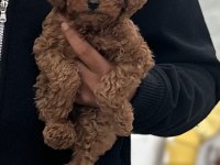 Toy Poodle