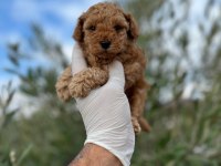 Kore Toy Poodle Erkek ve Dişi