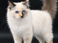 Safkan RAGDOLL Yavrular