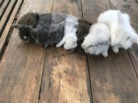Safkan hollanda lop tavşan yavruları