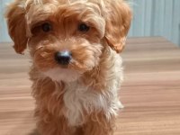 Tüy Dökmeyen Maltipoo Yavru