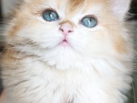 Show Kalite Dişi British Longhair