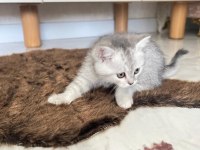 SEVİMLİ YAVRU KEDİLER